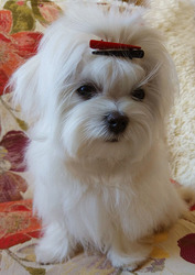 Пятимесячный щенок,  мини-мальчик,  домашний любимец.