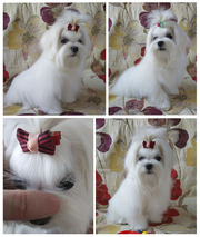 Мини – мальчики - щенки мальтезе (не для разведения). г. Киев