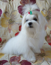 Мини – мальчик – мальтезе,  домашний любимец, . г. Киев
