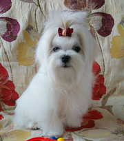 Щенок мальтезе – миник - мальчик,  домашний любимец.