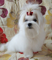 Подрощенный щенок- мальчик-мальтезе – миник.