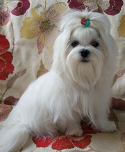 Подрощенный щенок мальтезе – шестимесячный мальчик-миник.