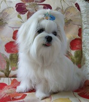 Подрощенный мальчик-миник щенок мальтезе.