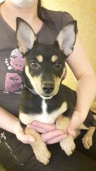 Метис пинчера, 4 мес.