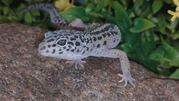 Леопардовый геккон,  ручные драконы для домашнего содержания.