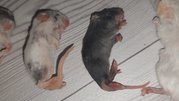 Крысы,  мыши кормовые,  разных размеров,  замороженные.