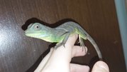 Водяная Агама (Physignathus cocincinus)