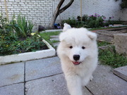 Очаровательные щенки самоеда ждут своих хозяев