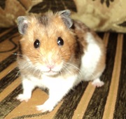 Сирийские хомячки