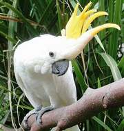 Какаду желтохохлый Cacatua galerita triton - полностью ручные птенцы,