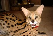 Ручные коты и крупные хищники