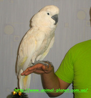 Молуккский какаду (Cacatua moluccensis) полностью ручные птенцы – вык