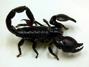Скорпион Императорский Pandinus imperator,  самый безопасный вид
