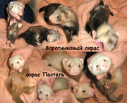 Хорёк декоративный (фретка)