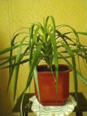 Продам комнатное растение свое драцена