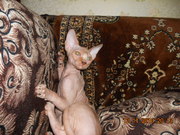 Продам  Канадского сфинкса.