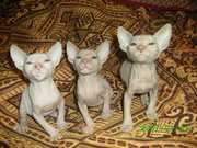 Продам донских сфинксов