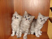 Персидские,  экзотические котята - Три милых пушистых комочка