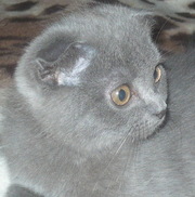 Скоттиш - фолды,  скоттиш - страйты. Торг