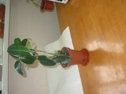 Стефанотис продам