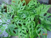 Продам Монстеру-обычную и Монстеру-косую