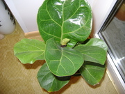 Продам Фикус(лировидный,  Натали)
