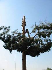 спиливание деревьев киев, спилить дерево, обрезка деревьев 233 03 70