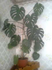 Продам комнатные растения