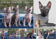 ПРОДАЮТСЯ КОТЯТА ДОНСКОГО СФИНКСА (голые кошки)