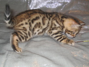 Бенгальские коты, кошки, котята.