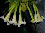 Дурман индийский древовидный