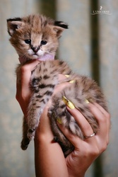 Домашний Сервал ( Serval,  сервал,  котята)