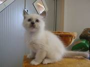 священная бирма