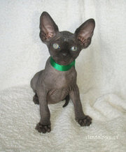 Котята канадского сфинкса