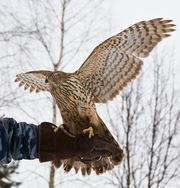 Продажа птицы (перепела, цесарки,  фазаны, голуби,  попугаи) 