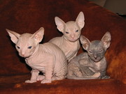 Донской сфинкс. Нежнейшие клубные котята от титулованных родителей.