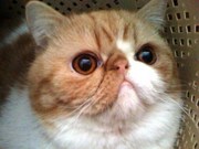 Вязка. Экзот ищет невесту