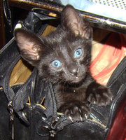 Ориентальные котята заботливым хозяевам