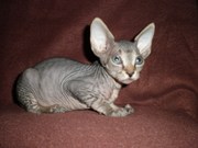 Котята канадского сфинкса
