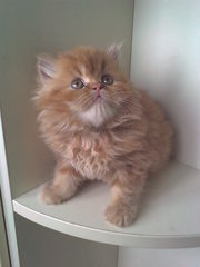 помет песидских котят