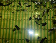 Мальки моллинезии