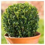 продаю вечнозеленый самшит,  самые низкие цены