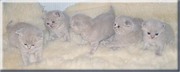 Лиловые шотландские вислоухие и прямоухие котята