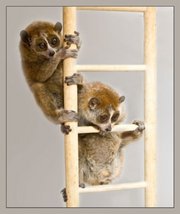 Лемуры лори