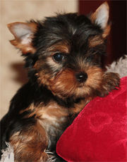 Куплю ЙОРКШИРСКОГО ТЕРЬЕРА мини (девочку)