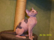 котята канадского сфинкса,  продам