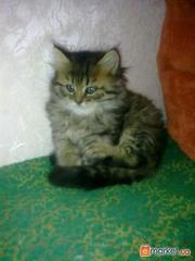 Сибирские котята