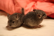 Продам шиншиллу