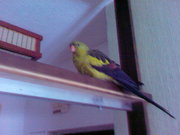 Продам раскошного горного  попугая Киев