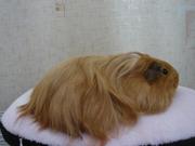 морская свинка